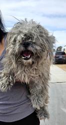 Found/Stray Male Dog last seen Duneville St & Tara Avenue, Spring Valley, NV, USA, Spring Valley, NV 89146
