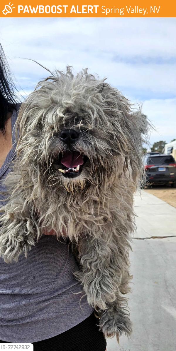 Found/Stray Male Dog last seen Duneville St & Tara Avenue, Spring Valley, NV, USA, Spring Valley, NV 89146