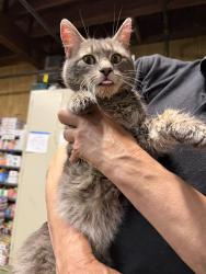 Found/Stray Male Cat last seen Cash Lake Fishing Area, Prince George's County, MD 20720