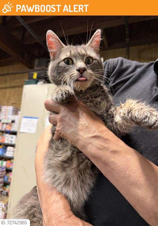 Found/Stray Male Cat last seen Cash Lake Fishing Area, Prince George's County, MD 20720