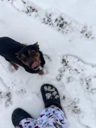 Lost Male Dog last seen hermaine st, Durham, NC 27705