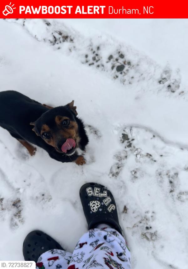 Lost Male Dog last seen hermaine st, Durham, NC 27705