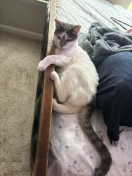 Lost Female Cat last seen Hewitt farms , Norfolk, VA 23518