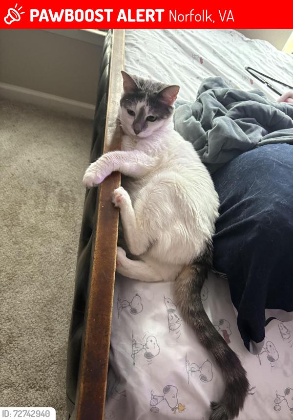 Lost Female Cat last seen Hewitt farms , Norfolk, VA 23518