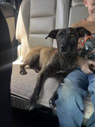 Found/Stray Female Dog last seen Wilson station rd, Englewood, TN 37329