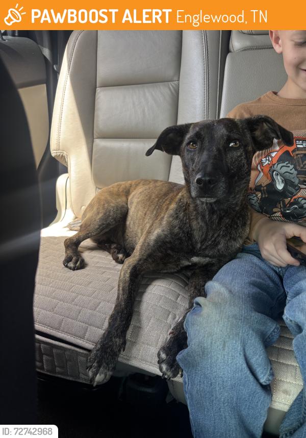 Found/Stray Female Dog last seen Wilson station rd, Englewood, TN 37329