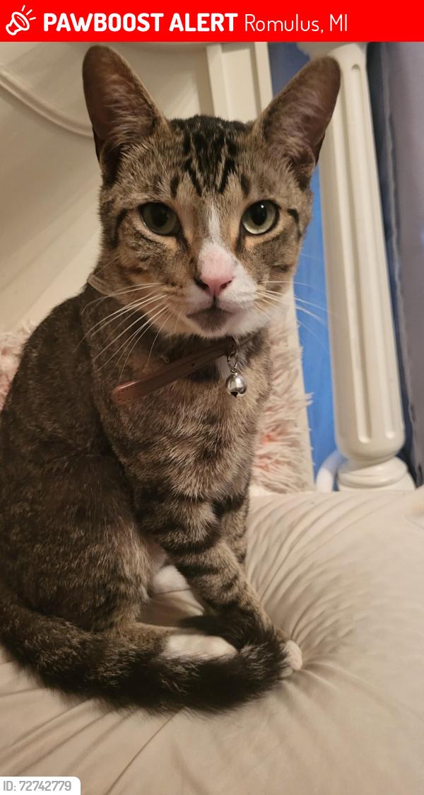 Lost Male Cat last seen Belleville MI USA, Belleville, MI 48111
