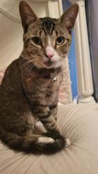 Lost Male Cat last seen Belleville MI USA, Belleville, MI 48111