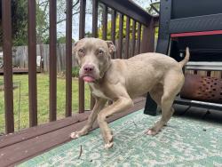 Found/Stray Female Dog last seen Westminster , Westminster, SC 29693