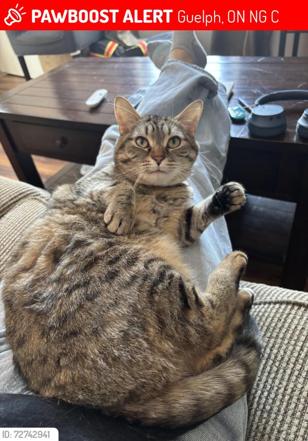 Lost Female Cat last seen Caledonia and College, Guelph, ON N1G 2C8