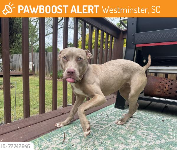 Found/Stray Female Dog last seen Westminster , Westminster, SC 29693