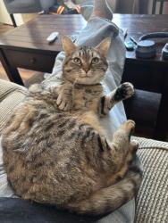 Lost Female Cat last seen Caledonia and College, Guelph, ON N1G 2C8