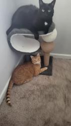 Lost Male Cat last seen Near Taylor Avenue, Carlisle, PA 17013