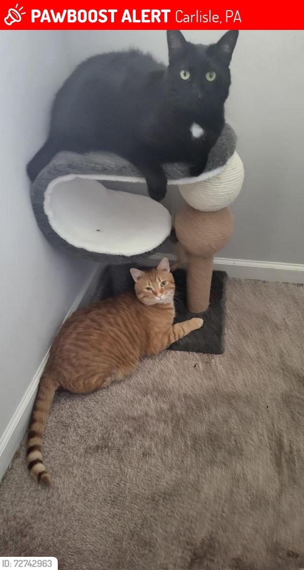 Lost Male Cat last seen Near Taylor Avenue, Carlisle, PA 17013