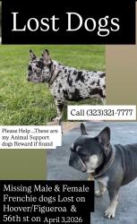 Lost Male Dog last seen Hoover and 56th st, Los Angeles, CA 90037