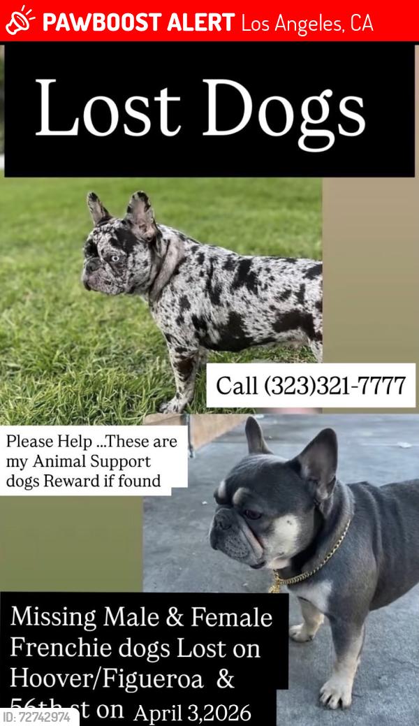 Lost Male Dog last seen Hoover and 56th st, Los Angeles, CA 90037
