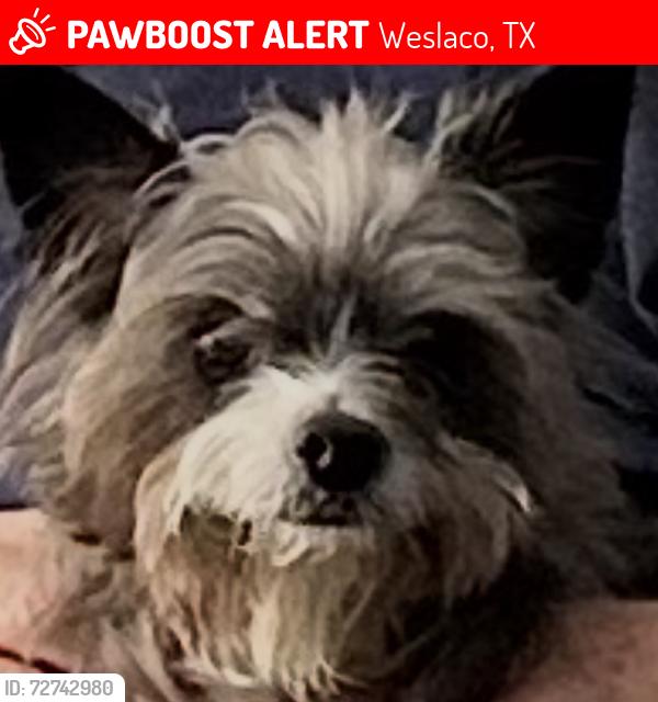Lost Female Dog last seen Bouganvillea, Weslaco, TX 78596