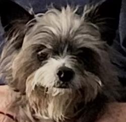 Lost Female Dog last seen Bouganvillea, Weslaco, TX 78596