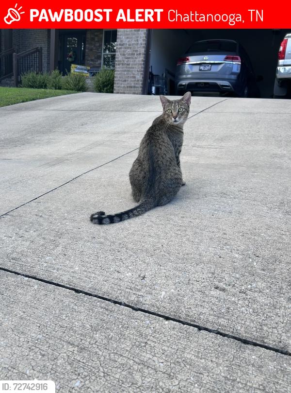 Lost Female Cat last seen East Main / Adams st /17th st , Chattanooga, TN 37408
