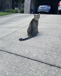 Lost Female Cat last seen East Main / Adams st /17th st , Chattanooga, TN 37408