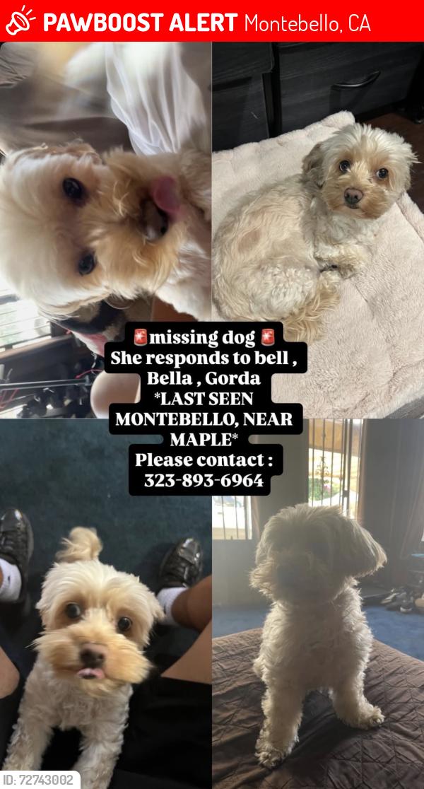 Lost Female Dog last seen Maple and masser pl, Montebello, CA 90640