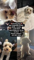 Lost Female Dog last seen Maple and masser pl, Montebello, CA 90640
