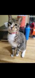 Lost Male Cat last seen Archibald and Candlewood, Rancho Cucamonga, CA 91730