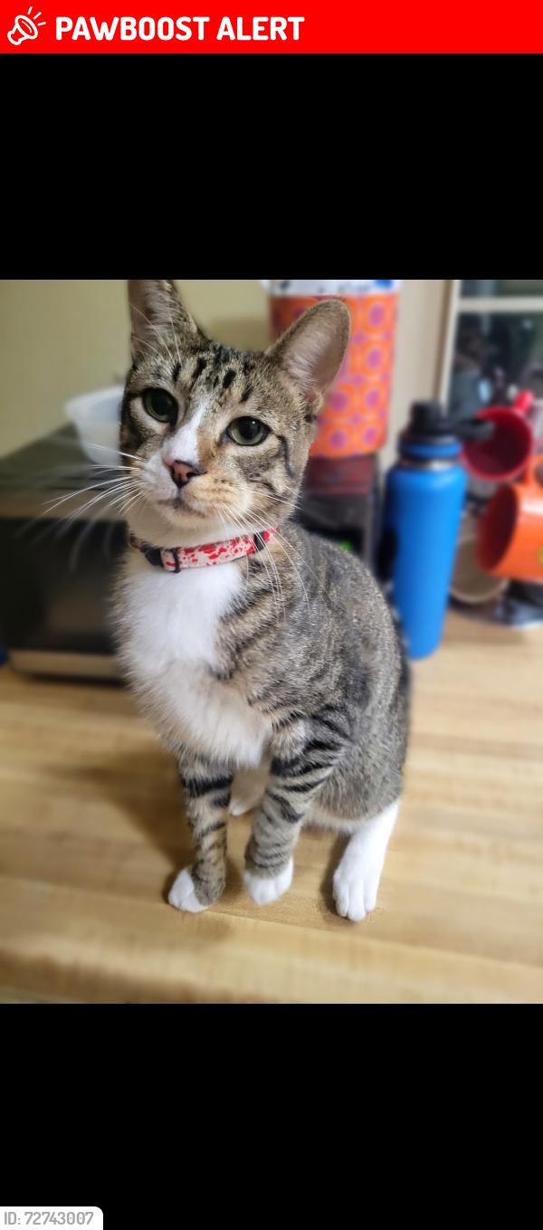 Lost Male Cat last seen Archibald and Candlewood, Rancho Cucamonga, CA 91730