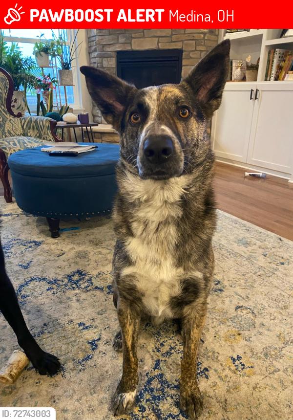 Lost Male Dog last seen West Smith & Erhart, Medina, OH 44256