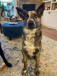 Lost Male Dog last seen West Smith & Erhart, Medina, OH 44256