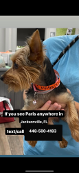 Lost Female Dog last seen Buffalo avenue, Jacksonville, FL 32208