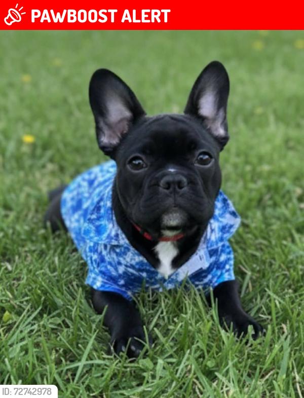 Lost Male Dog last seen Besstown Road or Highway 56, Beersheba Springs, TN 37305