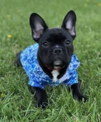 Lost Male Dog last seen Besstown Road or Highway 56, Beersheba Springs, TN 37305
