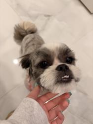 Lost Female Dog last seen mission to , Mission, TX 78574