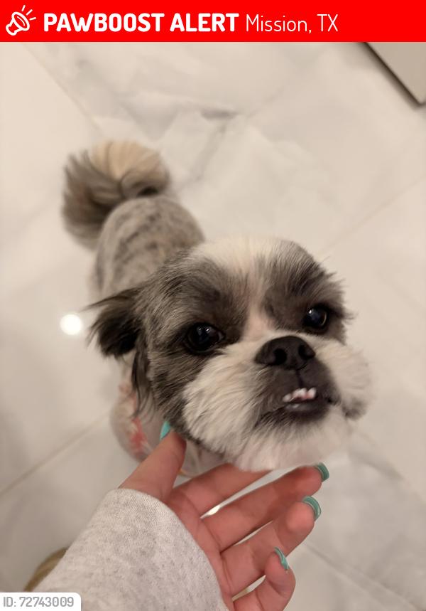 Lost Female Dog last seen mission to , Mission, TX 78574