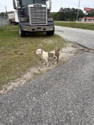 Found/Stray Female Dog last seen Teacher Street and s eastern Boulevard, Fayetteville, NC 28306
