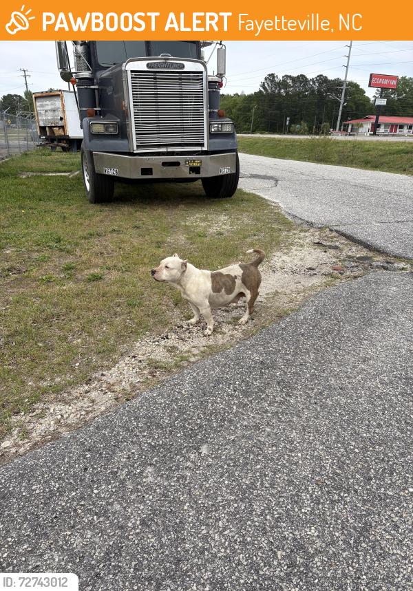 Found/Stray Female Dog last seen Teacher Street and s eastern Boulevard, Fayetteville, NC 28306