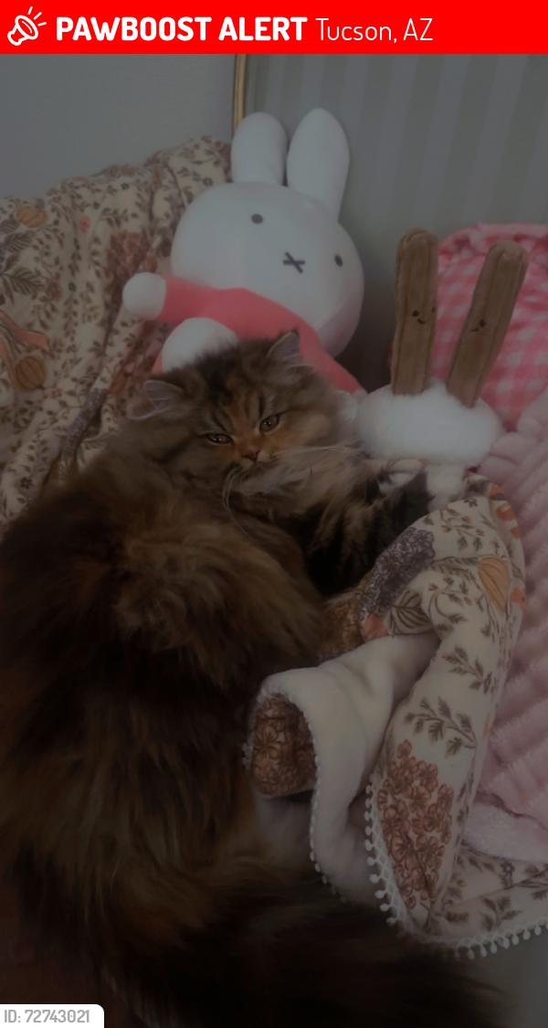Lost Female Cat last seen Near s Jefferson ave, Tucson, AZ 85711