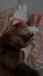 Lost Female Cat last seen Near s Jefferson ave, Tucson, AZ 85711