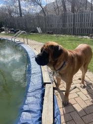 Found/Stray Male Dog last seen Michigan Bel Air , Grand Rapids, MI 49503