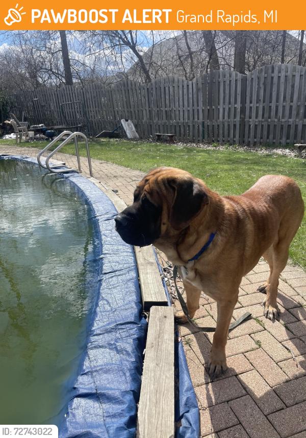 Found/Stray Male Dog last seen Michigan Bel Air , Grand Rapids, MI 49503