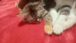 Lost Female Cat last seen Jenny lind , Fort Smith, AR 72901
