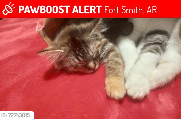 Lost Female Cat last seen Jenny lind , Fort Smith, AR 72901