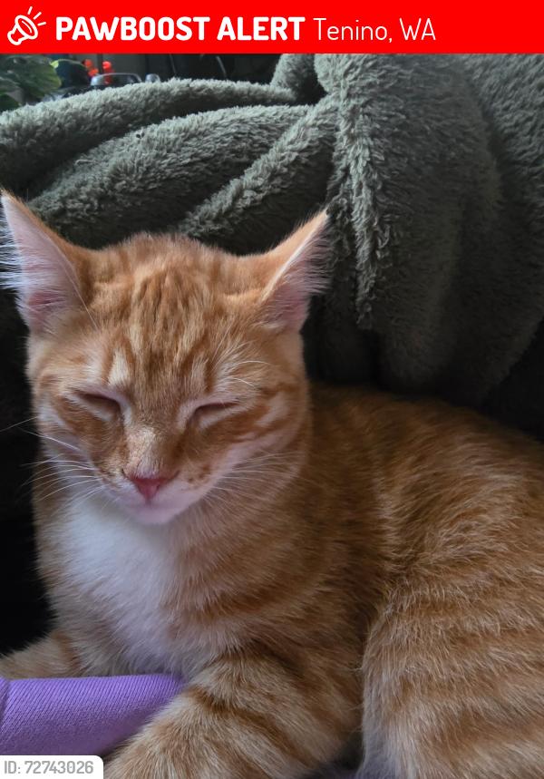 Lost Male Cat last seen Garfield Ct , Tenino, WA 98589