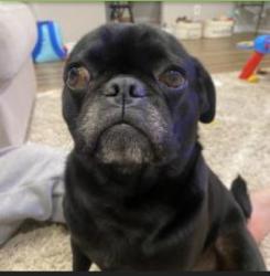 Lost Male Dog last seen Fremontia dr and 19th street, San Bernardino, CA 92404