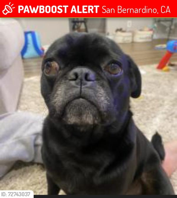 Lost Male Dog last seen Fremontia dr and 19th street, San Bernardino, CA 92404