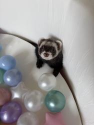 Lost Male Ferret last seen Santa Fe and Shields Blvd, Oklahoma City, OK 73149