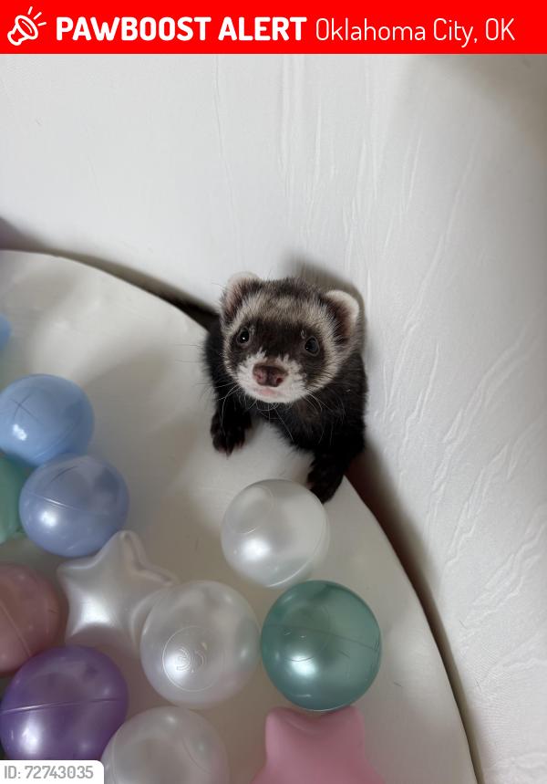 Lost Male Ferret last seen Santa Fe and Shields Blvd, Oklahoma City, OK 73149