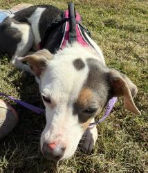 Lost Female Dog last seen Simmons Lane headed toward Wesson Gap, Attalla, AL 35954