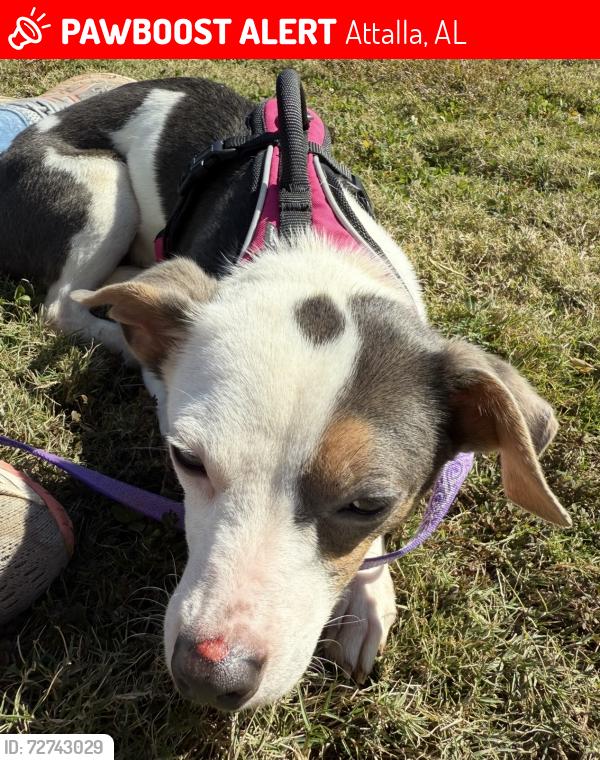 Lost Female Dog last seen Simmons Lane headed toward Wesson Gap, Attalla, AL 35954